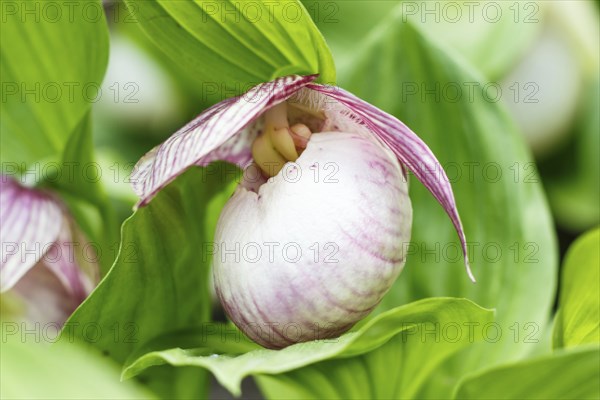 Beautiful orchids of different colors on green background in the garden. Lady's-slipper hybrids.