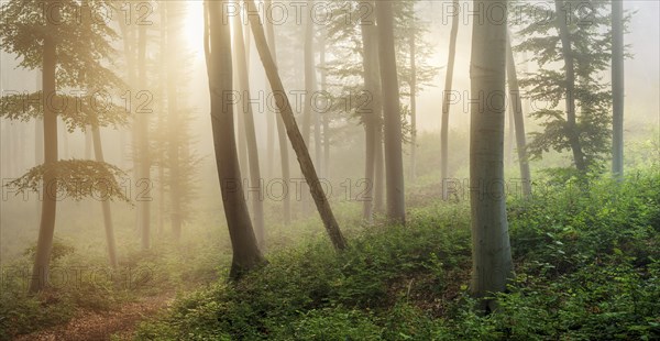 Natural beech forest in the morning light, the sun shines through the morning fog, near Freyburg