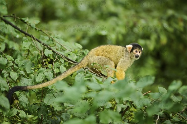 Common squirrel monkey (Saimiri sciureus) in a tree, captive, distribution South America