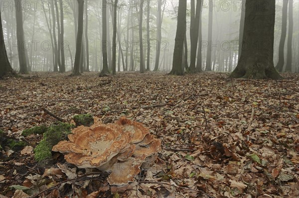 Giant polypore (Meripilus giganteus) in a beech forest with fog, North Rhine-Westphalia, Germany,
