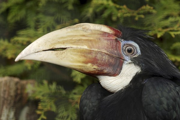 Papua hornbill (Rhyticeros plicatus, Aceros plicatus), portrait, female, captive, occurring in