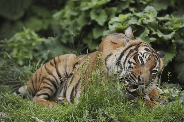 Sumatran tiger (Panthera tigris sumatrae), feeding, captive, occurring on Sumatra, Indonesia, Asia