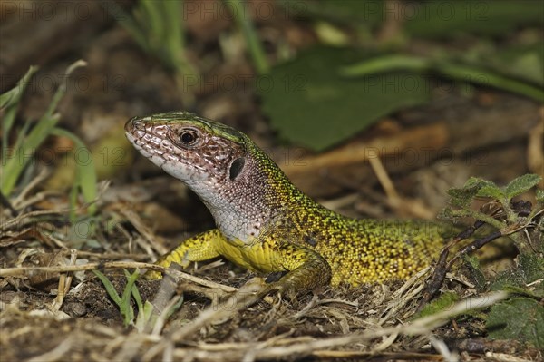 Green lizard, Lacerta viridis, European green lizard