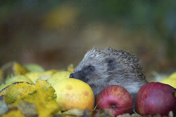 European hedgehog (Erinaceus europaeus) adult animal walking over fallen apples on a garden lawn in