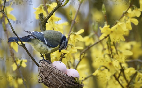 Blue tit (Cyanistes caeruleus) with Easter eggs in the forsythia
