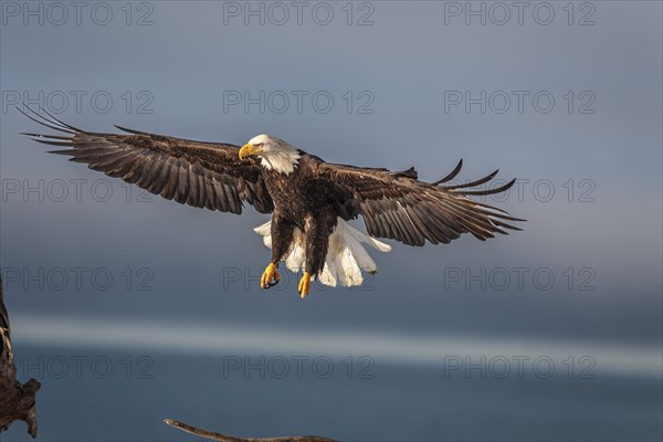 Bald eagle, Haliaeetus leucocephalus, flying, adult, winter, Homer, Alaska, USA, North America