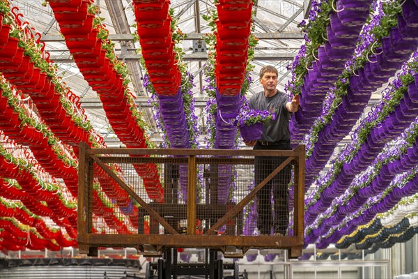 Horticultural business, flower pots, so-called petunia ampel, grow in a greenhouse, under the glass
