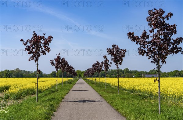 The avenue cycle path between Xanten and Marienbaum, Kalkar, on the Lower Rhine, former railway