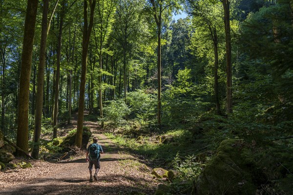 Forest path to the Devil's Gorge, near Irrel, Southern Eifel nature park Park,