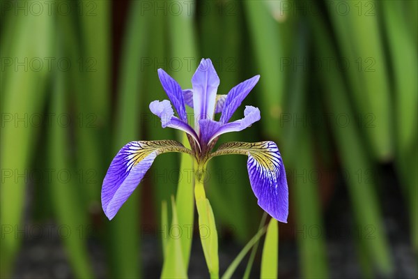 American marsh iris (Iris versicolor), flower, in bloom, at a pond, Ellerstadt, Germany, Europe