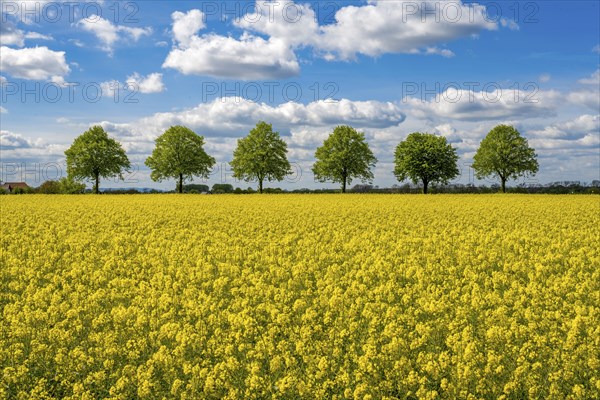Rape field with tree avenue in Scheie Bückeburg Germany