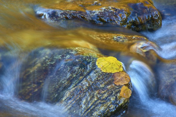 Autumn leaves resting on rocks in a flowing stream with a calm and hazy atmosphere, Vermont, New