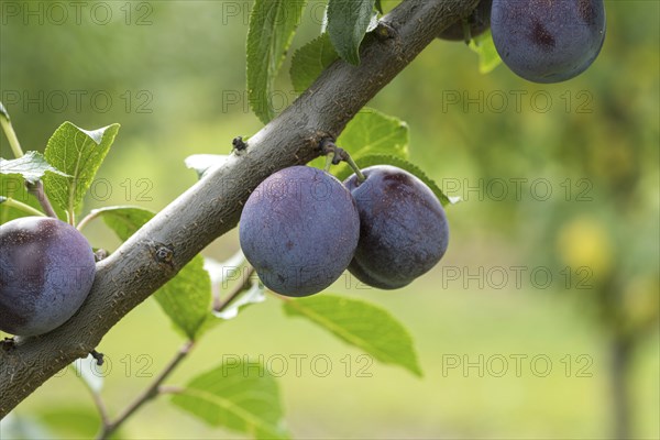 Plum (Prunus domestica 'Anna SpÃ¤th'), Cambridge Botanical Garden, Germany, Europe