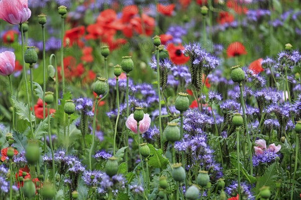 Colourful flower meadow, phacelia, tufted poppy, opium poppy, corn poppy, green manure, Germerode,