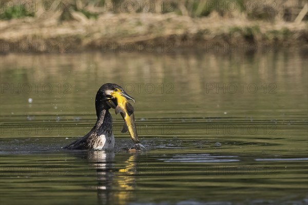 Cormorant in the water proudly holding a fish it has just caught, a tench (Tinca tinca), Hesse,