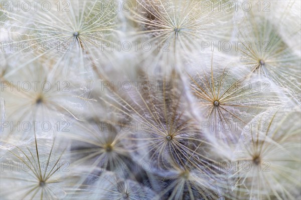 Seed head of meadow salsify (Tragopogon pratensis), Asteraceae, Leibertingen, Upper Danube nature