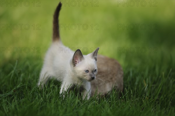 Young Siamese cat (Siamese Seal Point cat) little kitten in the green grass, Bavaria