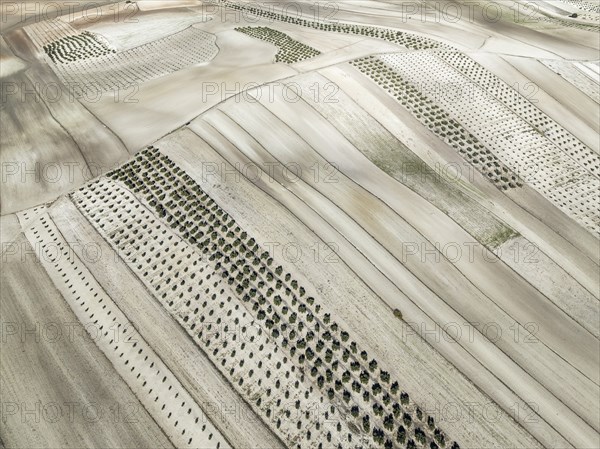 Farmland and cultivated olive trees (Olea europaea) . Aerial view. Drone shot. Granada province,