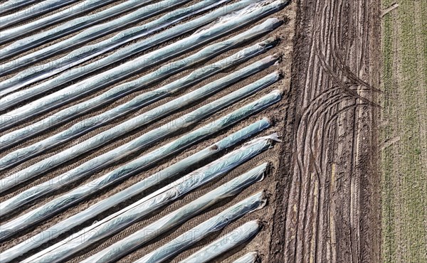 Tractor tracks next to an asparagus field covered with foil, Beelitz, 26/03/2024