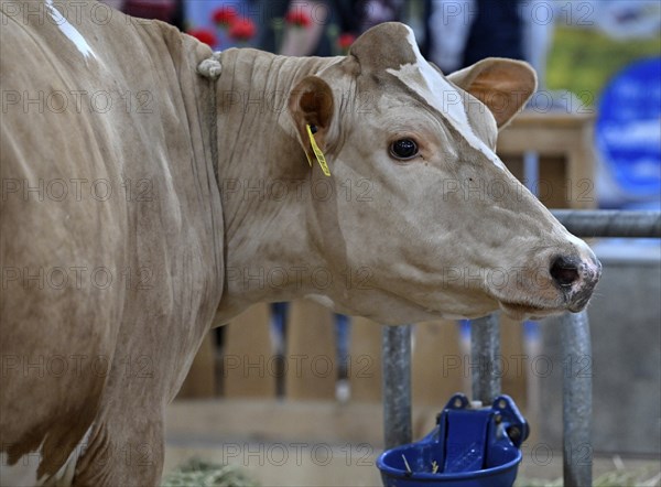 Swiss Fleckvieh dairy cow