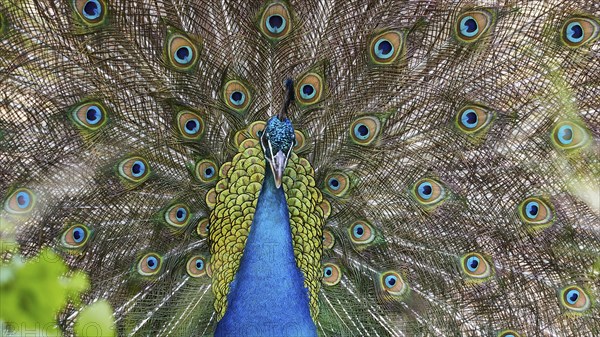 Close-up of a peacock with wide open colourful feathers that are magnificent and eye-catching,