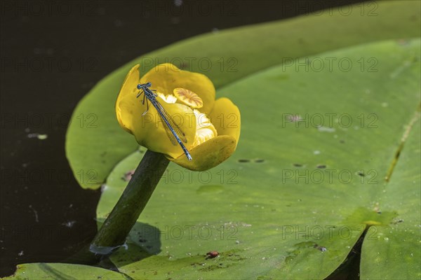 Azure damselflies (Coenagrion puella) laying eggs, Emsland, Lower Saxony, Germany, Europe