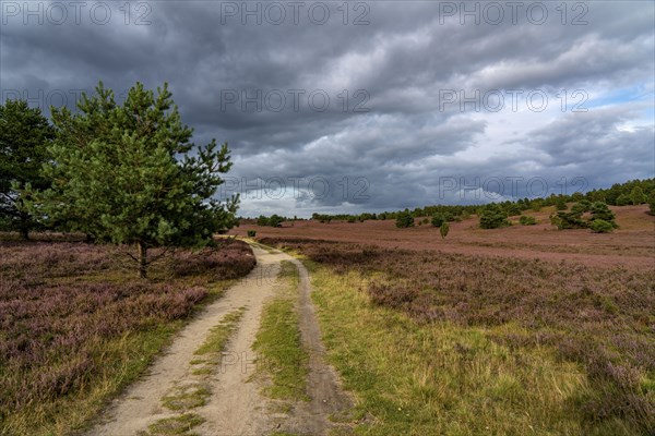 Flowering heath, heather and juniper bushes, near Wilseder Berg, in the Lüneburg Heath nature