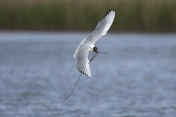 Black headed gull (Chroicocephalus ridibundus) adult bird in flight with nesting material in its