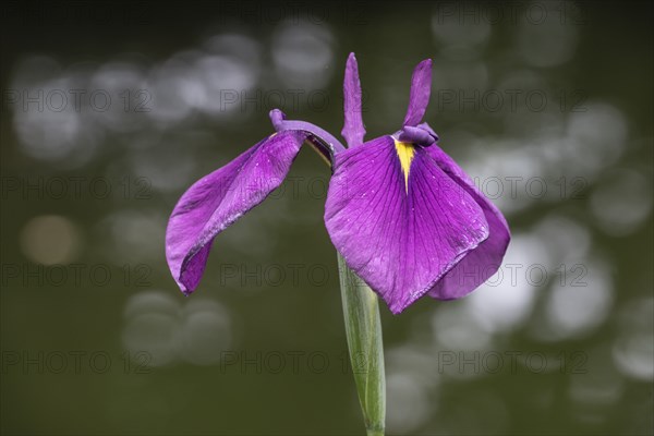 Capitol dandy (Iris ensata), Emsland, Lower Saxony, Germany, Europe