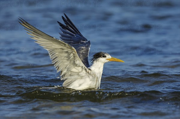 Common Tern, flight photo, (Thalasseus bergii), swimming in water, East Khawr / Khawr Ad Dahariz,