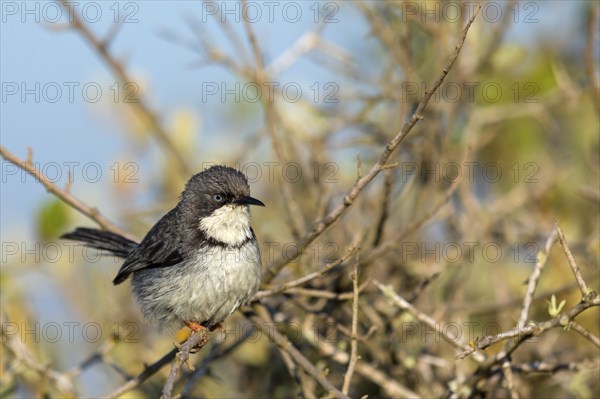 Collared Apalis, (Apalis thoracica), Bar-throated Apalis, Apalis a collier, Apalis acollarado, West