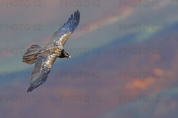 Bearded vulture, bearded vulture (Gypaetus barbatus), Gypaetus barbatus meridionalis, Giant's