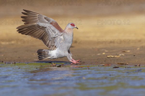 Africa, Gambia, speckled pigeon (Columba guinea), Pigeon roussard, Paloma de Guinea, Pigeon,