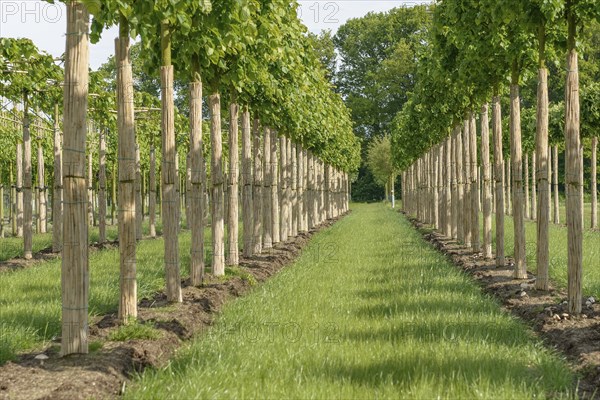 Winter lime (Tilia cordata 'Greenspire'), Rhodo 2014, Federal Republic of Germany