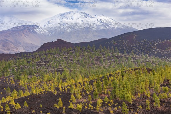 Canary Island pines (Pinus canariensis), Mirador de Chio, Teide National Park, Tenerife, Canary