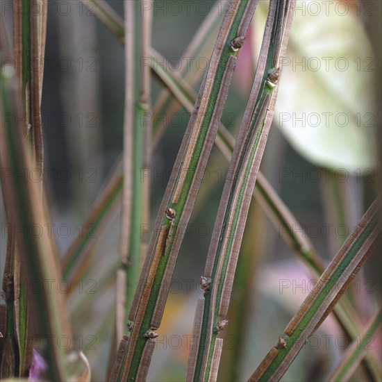 Euonymus alatus, Bautzen, Germany, Europe