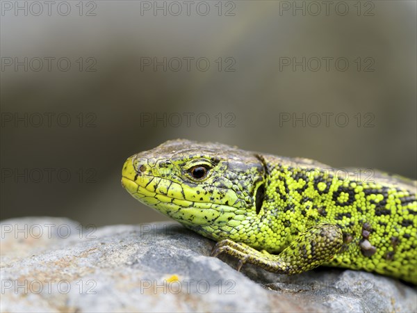 Sand lizard (Lacerta agilis), male on a stone, Wetzlar, Hesse, Germany, Europe