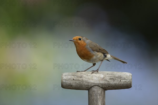 European robin (Erithacus rubecula) adult bird on a garden fork handle, Suffolk, England, United