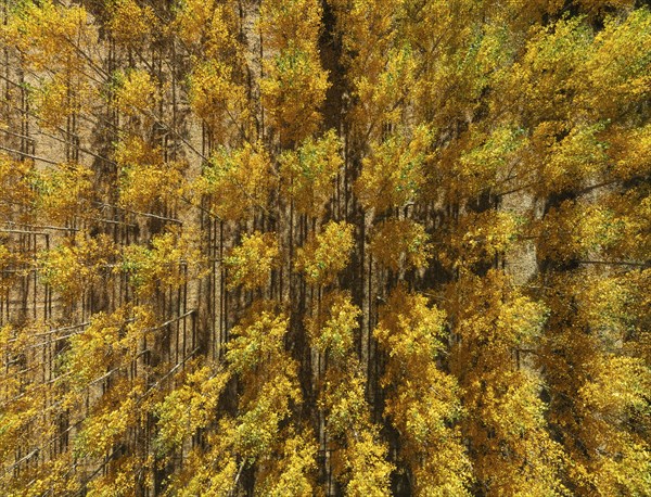 European Aspen (Populus tremula) in autumnal colours. Cultivated for timber. Aerial view. Drone
