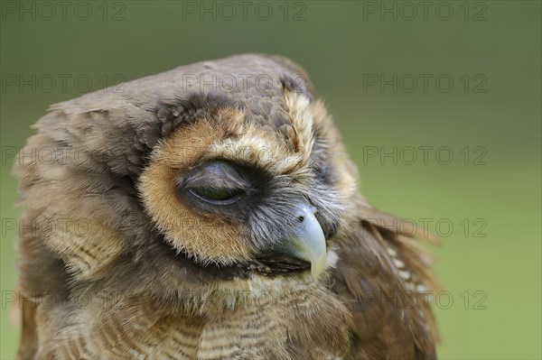 Brown wood owl (Strix leptogrammica), portrait, captive, occurrence in Asia