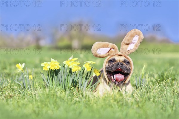 Funny Easter French Bulldog dog with rabbit costume ears and open mouth next to daffodil spring