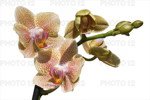 Beautiful orchids of different colors on white and grey background. Phalaenopsis hybrids. Close up