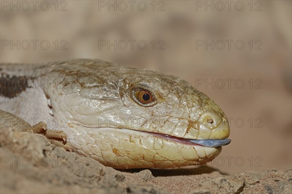 Common blue-tongued skink (Tiliqua scincoides), captive, occurring in Australia