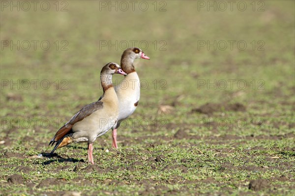 Egyptian goose (Alopochen aegyptiaca), two adult birds, pair, Wesel, Lower Rhine, North
