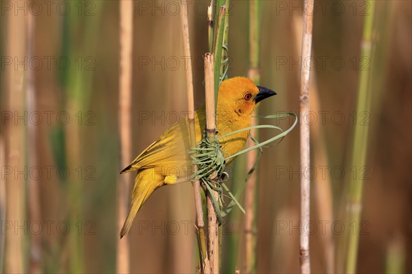 Eastern golden weaver (Ploceus subaureus), adult, male, starts nesting, Saint Lucia Estuary,
