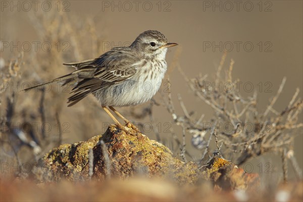 Canary Island pipit, (Anthus bertheloti) Songbird, family of stilts and pipits, Lanzarote, Canary