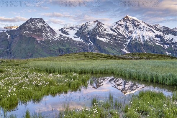 Cotton grass with mountain panorama and reflection, snow, Grossglockner High Alpine Road, Hohe
