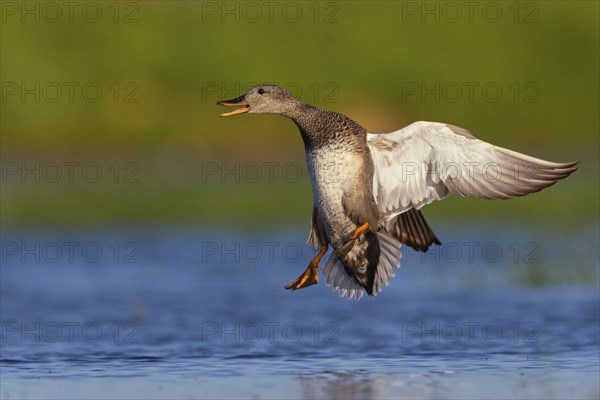 Gadwall, (Anas strepera), Mareca strepera, Wagbachniederung, Calera Y Chozas, Baden-Württemberg,