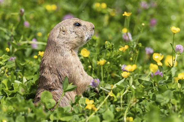 Ground squirrel standing upright in a flowering meadow and looking to the side, Black-tailed
