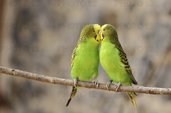 Budgie (Melopsittacus undulatus), adult, natural colours, pair on a branch, social behaviour,
